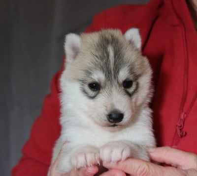 Les chiots de Siberian Husky