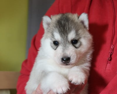 Les chiots de Siberian Husky