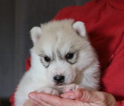 Les chiots de Siberian Husky