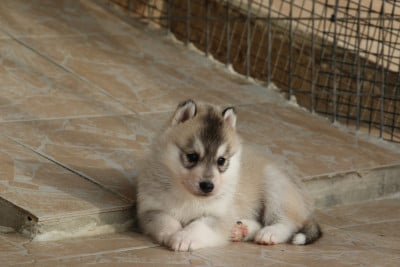 Les chiots de Siberian Husky