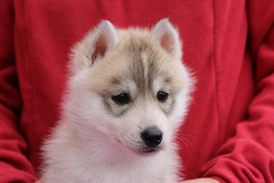 Les chiots de Siberian Husky