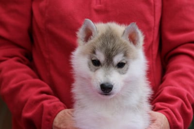 Les chiots de Siberian Husky