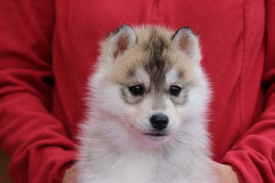 Les chiots de Siberian Husky
