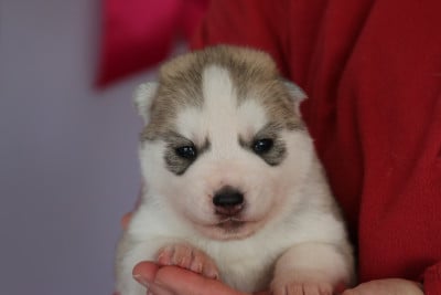 M 1 - Siberian Husky