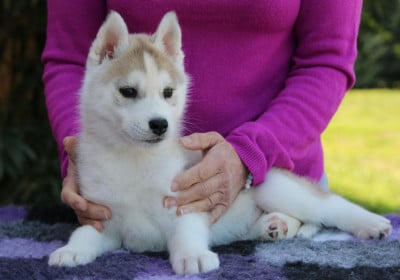 Les chiots de Siberian Husky