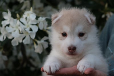 Les chiots de Siberian Husky