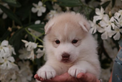 Les chiots de Siberian Husky