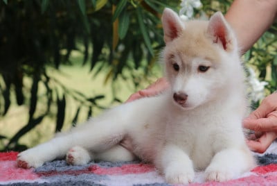 Les chiots de Siberian Husky