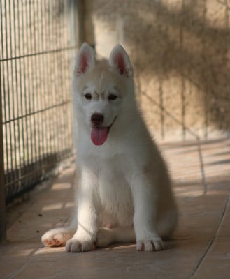 Les chiots de Siberian Husky