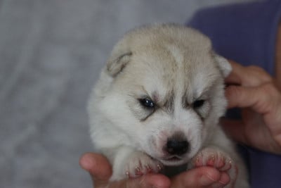 male 1 - Siberian Husky