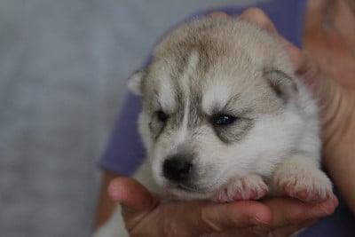 male 4 - Siberian Husky