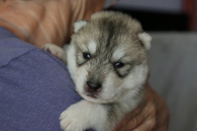 male 2 - Siberian Husky