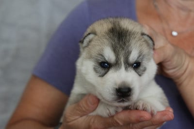 male 3 - Siberian Husky