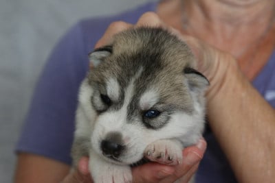femelle 1 - Siberian Husky