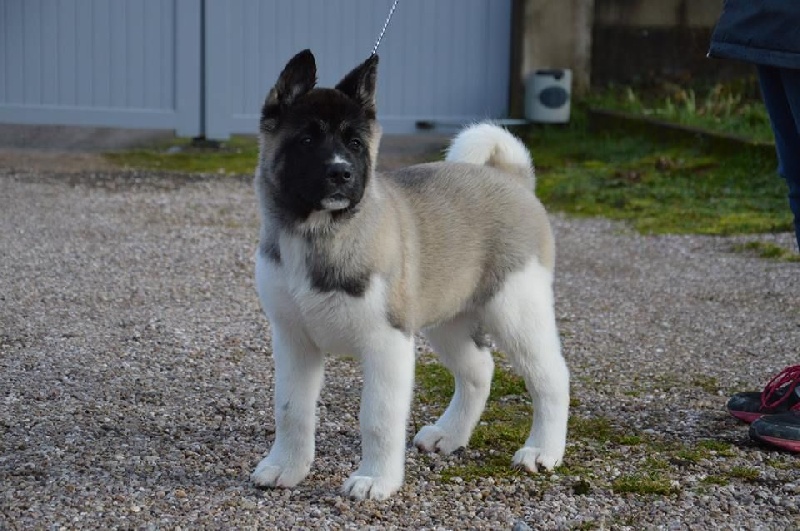 Chiot Akita Americain Femelle Disponible En Grand Est 88