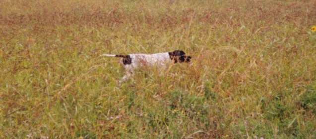 Publication : du Grand Marronier