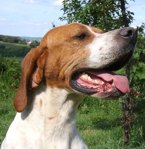 Publication : du Grand Marronier