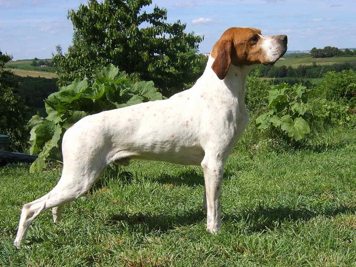 Publication : du Grand Marronier