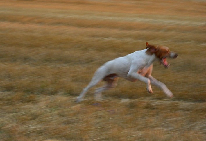 Publication : du Grand Marronier