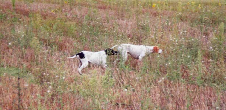 Publication : du Grand Marronier