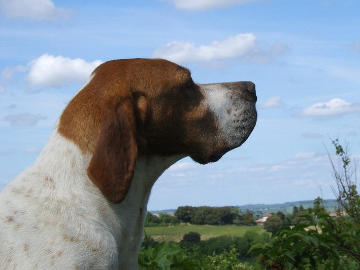 Publication : du Grand Marronier