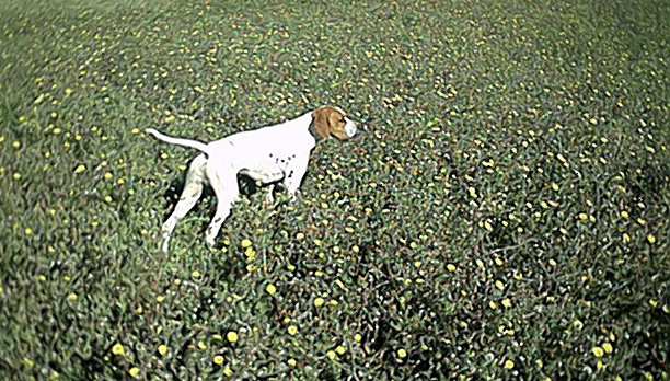 Publication : du Grand Marronier