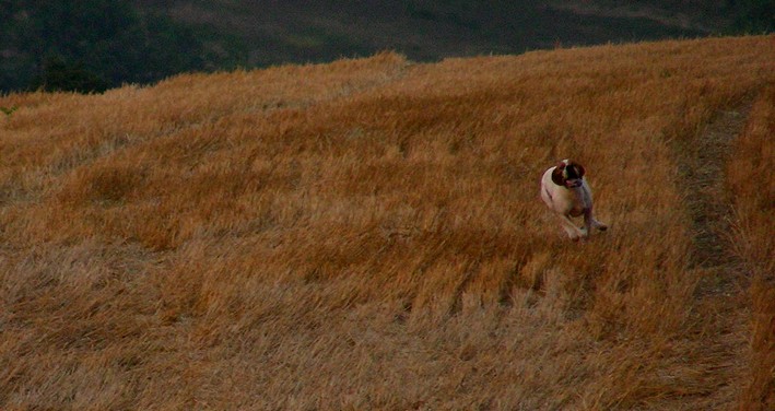 Publication : du Grand Marronier