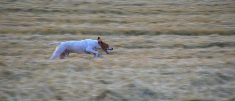 Publication : du Grand Marronier