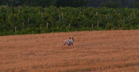 Publication : du Grand Marronier