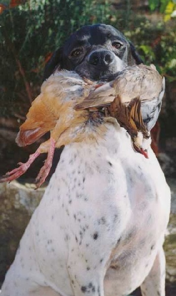 Publication : du Grand Marronier