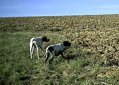 Publication : du Grand Marronier