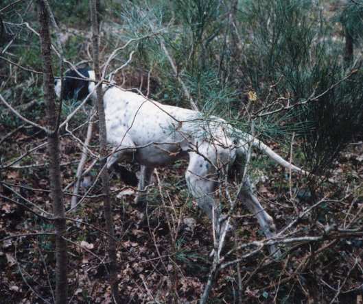 Publication : du Grand Marronier