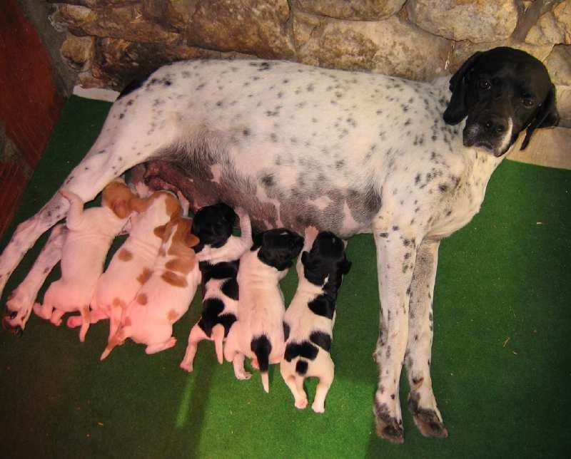 Publication : du Grand Marronier