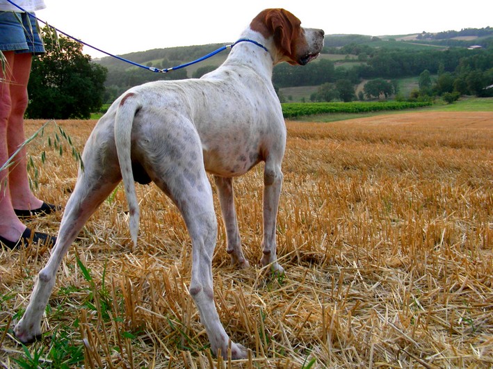 Publication : du Grand Marronier