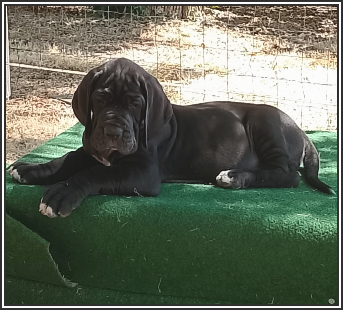 Bagheera