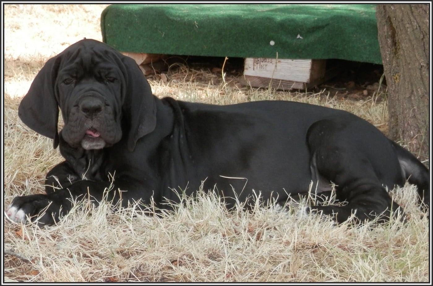 Bagheera