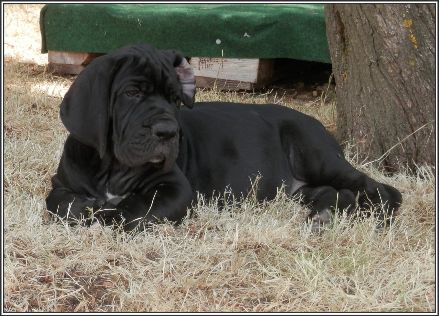 Bagheera