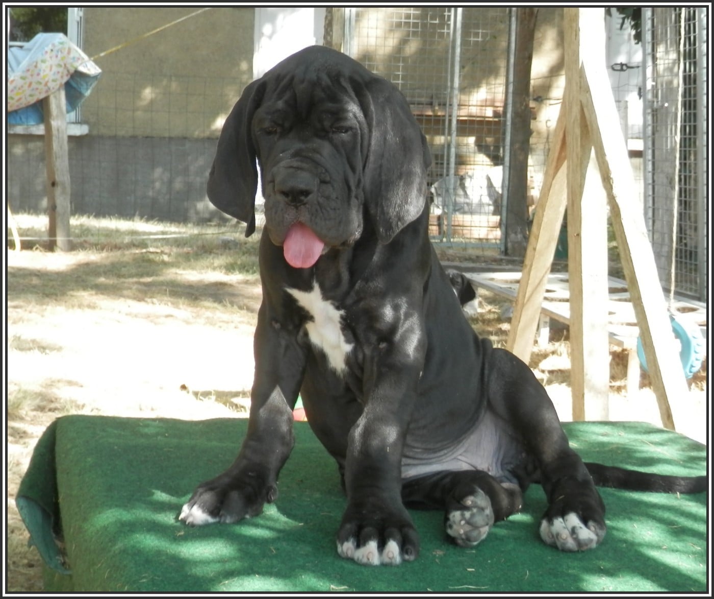 Bagheera