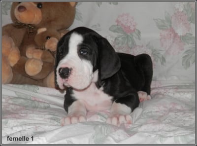 Les chiots de Dogue allemand
