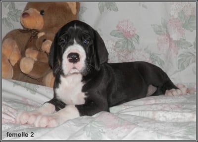Les chiots de Dogue allemand
