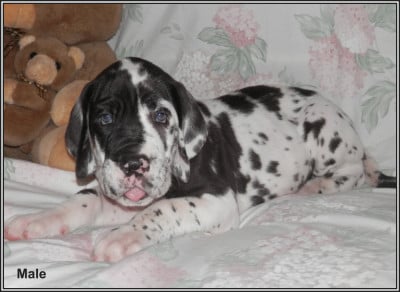 Les chiots de Dogue allemand