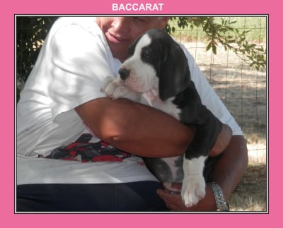Les chiots de Dogue allemand