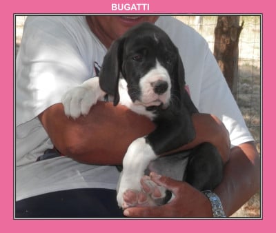 Les chiots de Dogue allemand