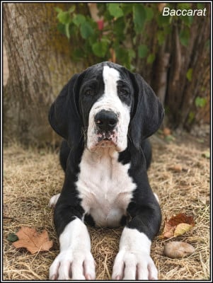 Les chiots de Dogue allemand