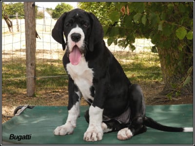 Les chiots de Dogue allemand