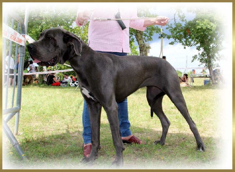 Irouchka Des Anges Gardiens Occitans - 1er Trés Bon en classe jeune