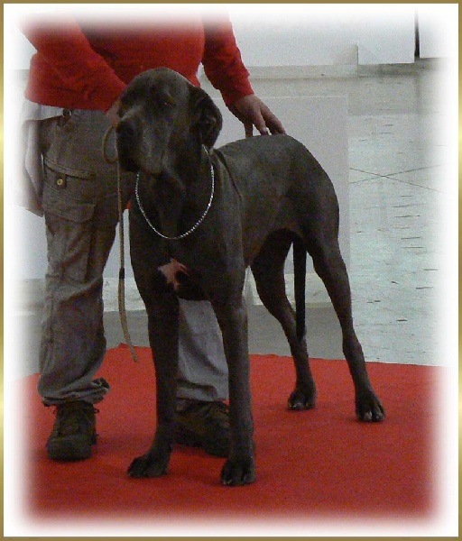 Irouchka Des Anges Gardiens Occitans - 1er Excellent CAC / CACIB / Meilleur de race en classe Intermédiaire