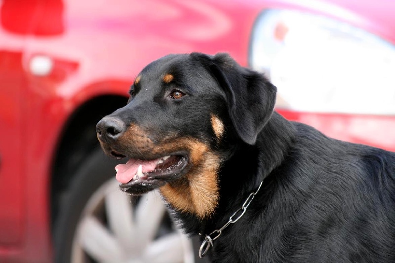 Publication : du domaine du Bois de Chartres