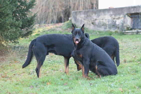 Publication : du domaine du Bois de Chartres Auteur : VERONIQUE