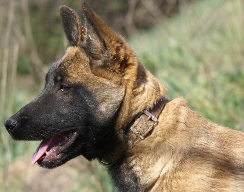 Publication : des Masques Noirs du Thigwen